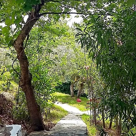 Angelina Platanias (Skiathos)